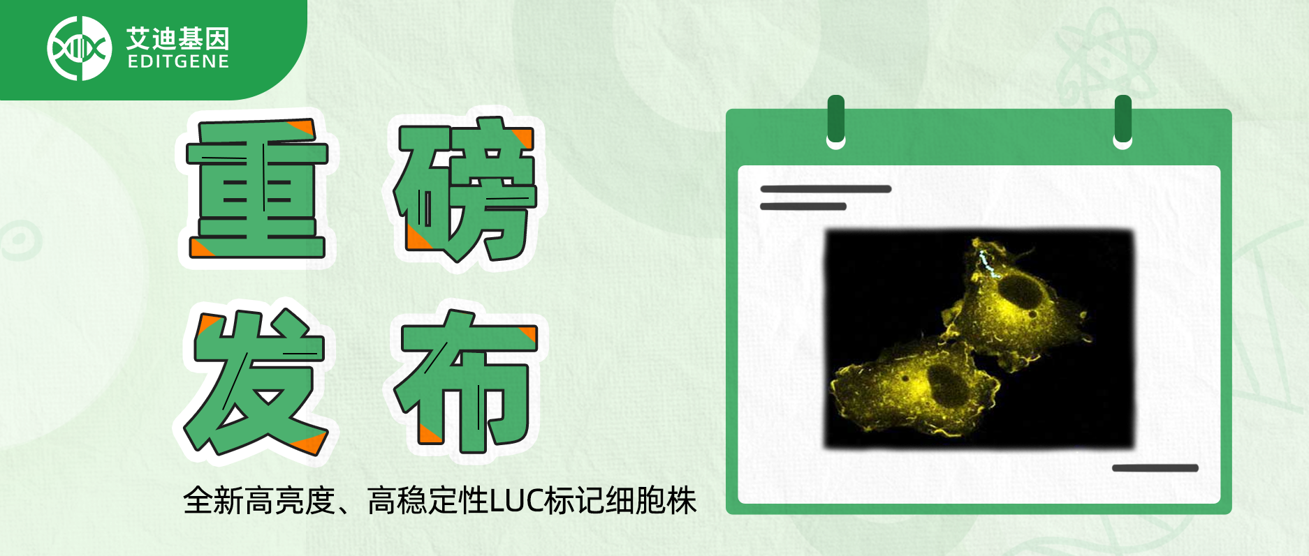 更简单更精确的分子静态观察工具-全新高亮度、高稳定性LUC标记细胞株重磅发布！