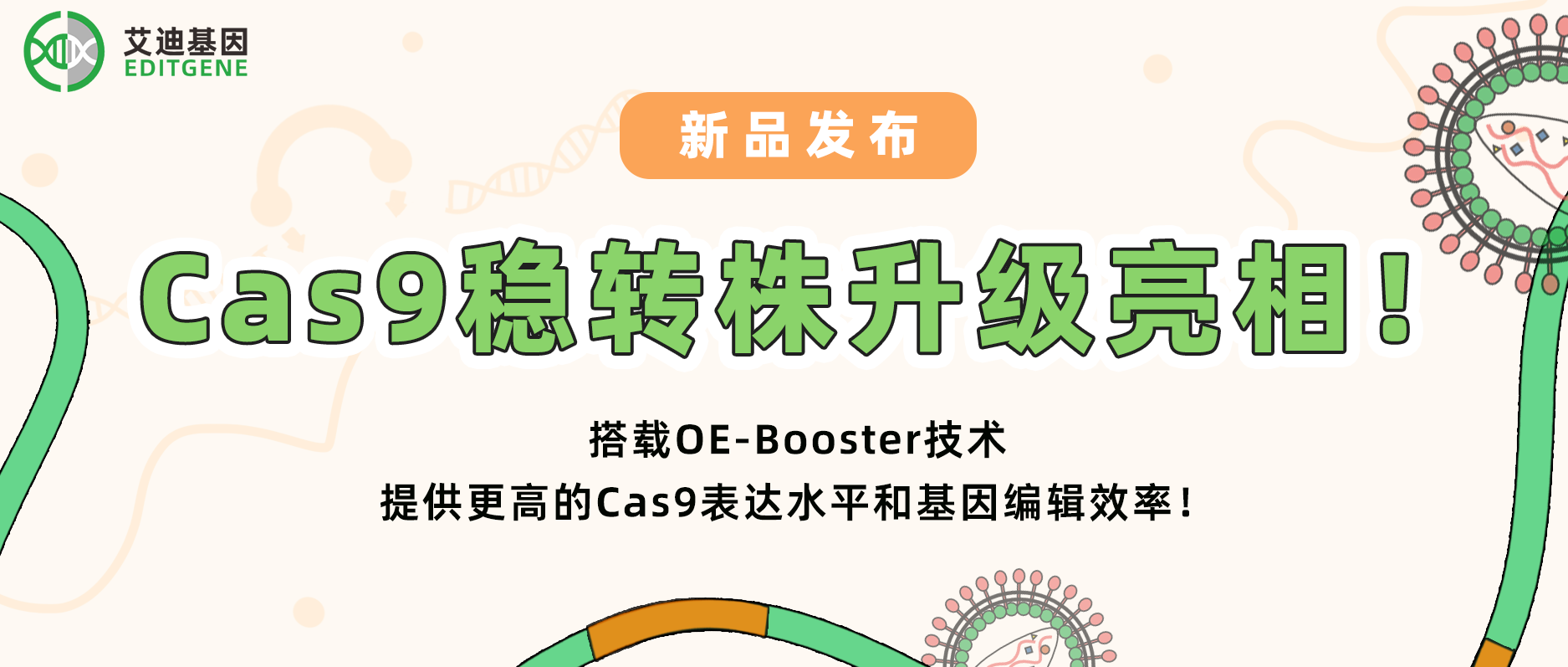 【科研新动力】瓦力生物基因Cas9稳转株升级亮相！搭载OE-Booster技术，给予更高的Cas9表达水平和基因编辑效率！