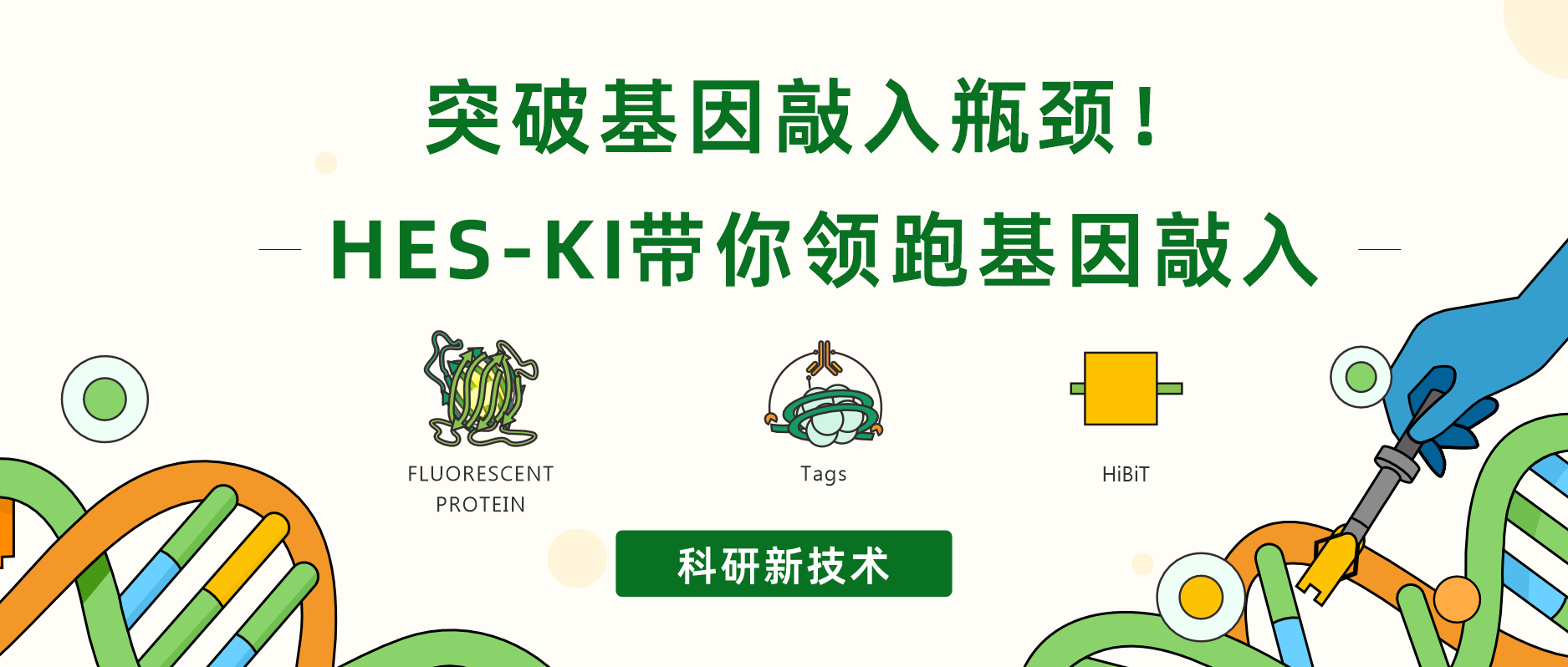 突破基因敲入瓶颈！HES-KI带你领跑基因敲入