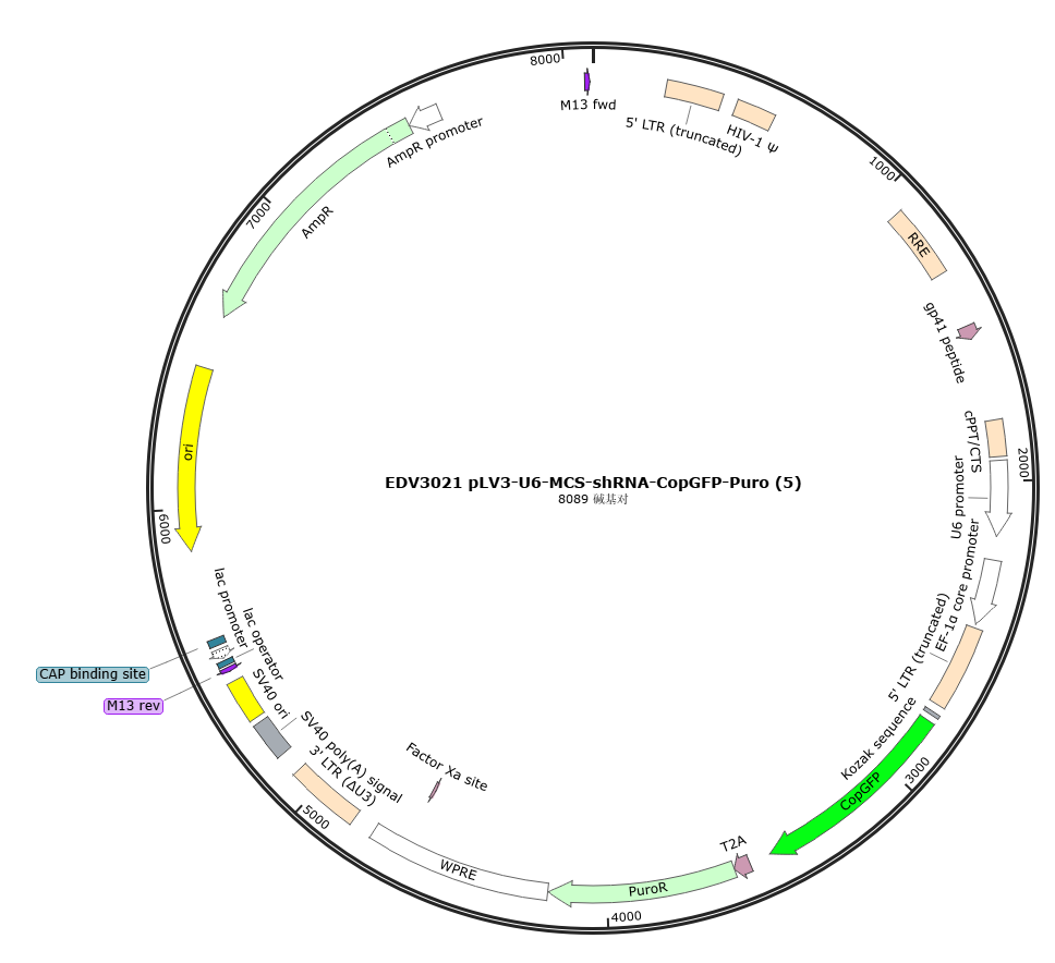 EDV3021-pLV3-U6-MCS-CopGFP-Puro载体骨架图谱