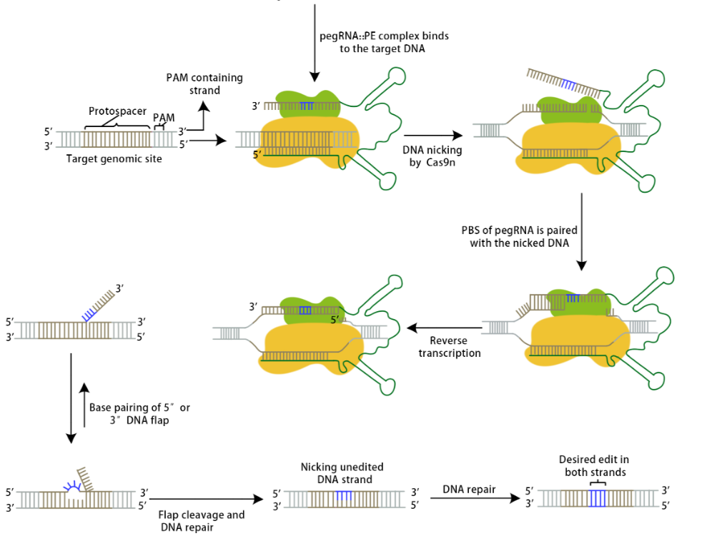 先导编辑点突变
