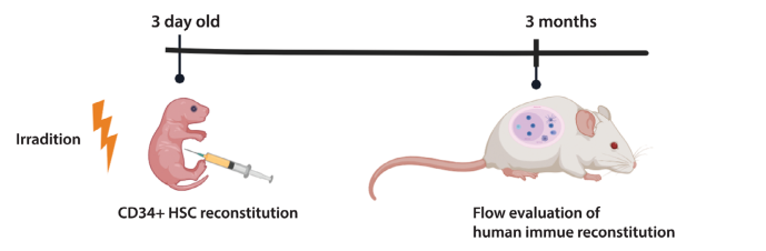 NA小鼠人免疫重建示意图