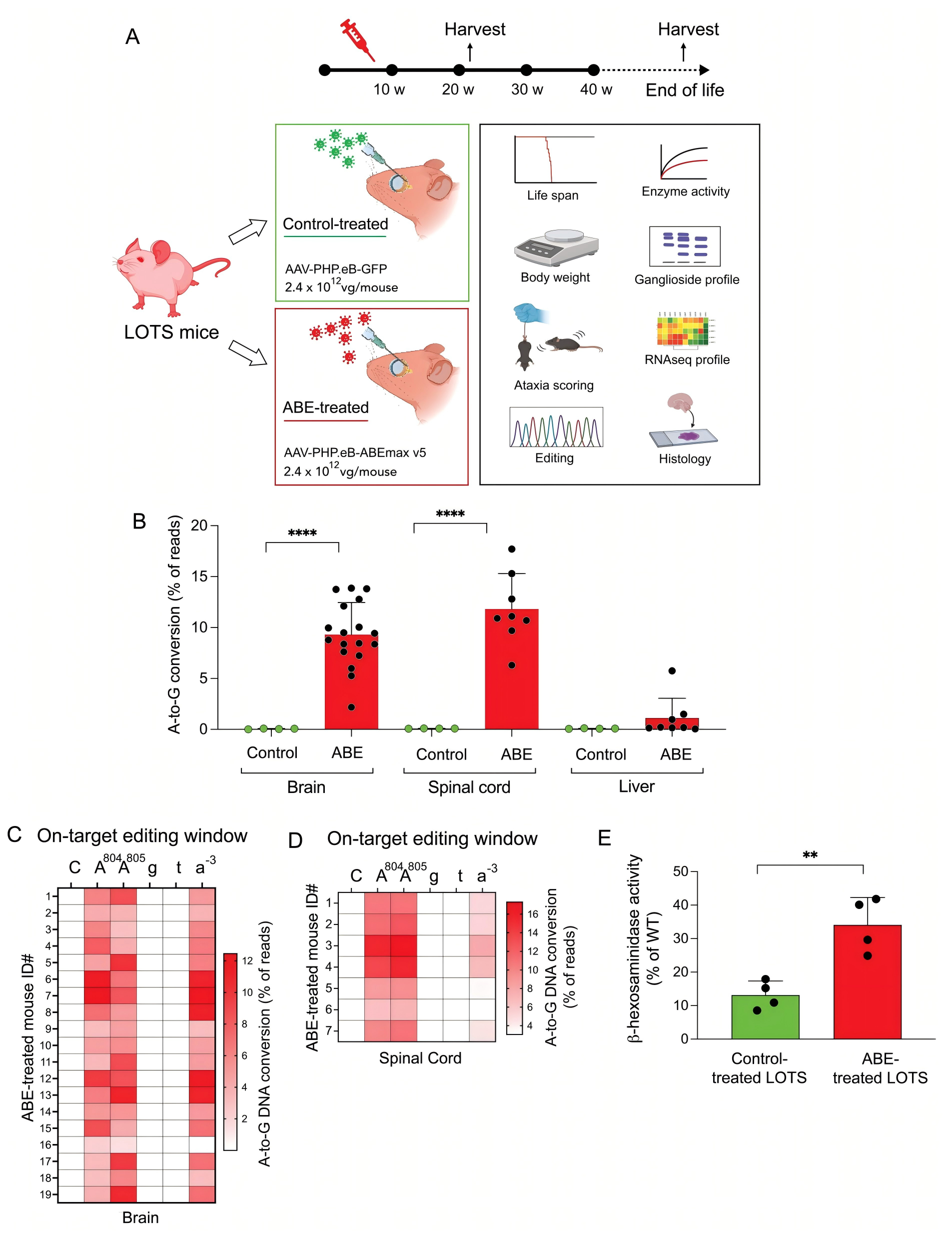 碱基编辑治疗校正LOTS小鼠HEXA基因致病突变