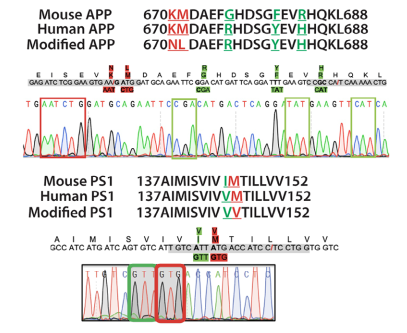 桑格测序证实了小鼠APP外显子16和PS 1外显子5中病理性突变（红框）和人源化（绿色框）核苷酸的成功替换