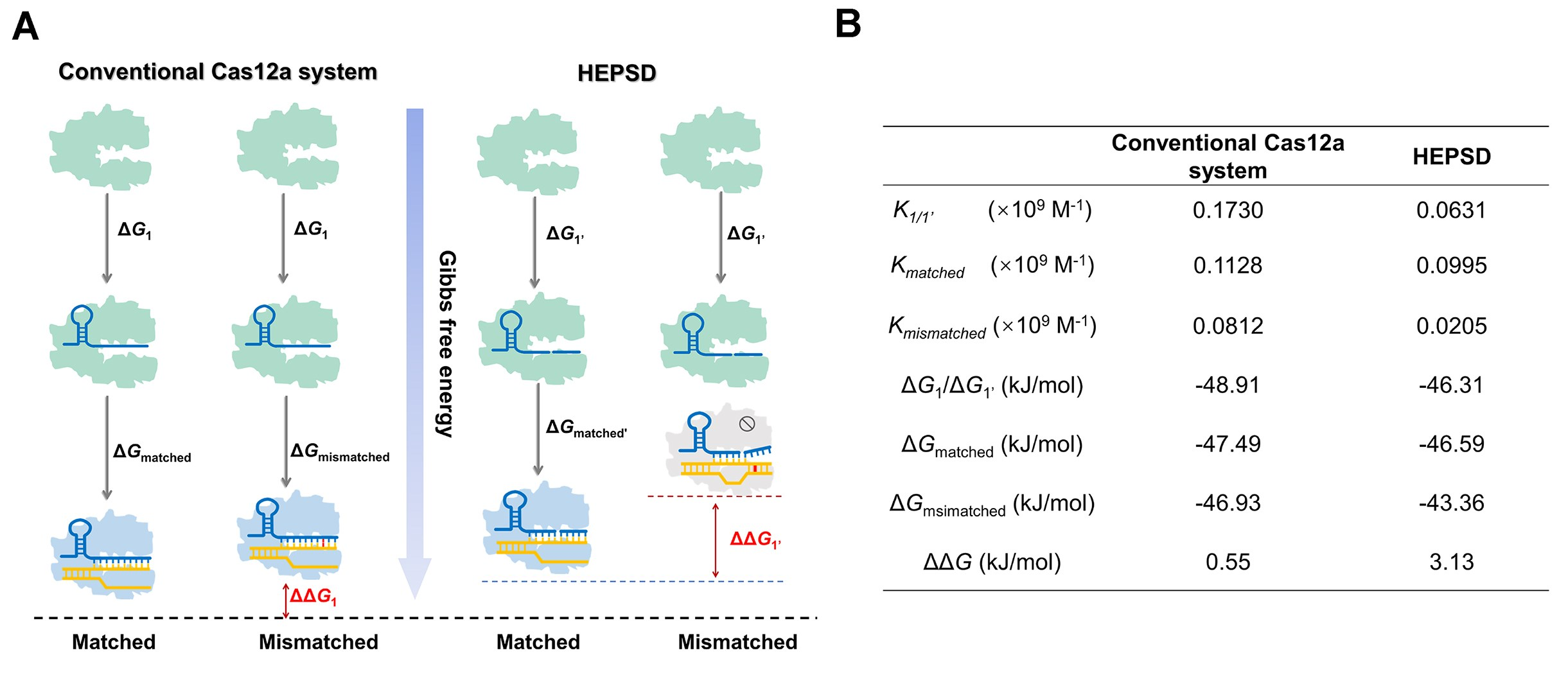 匹配或不匹配靶标的普通CRISPR/Cas12a系统与HEPSD之间的△G和△△G值的比较分析
