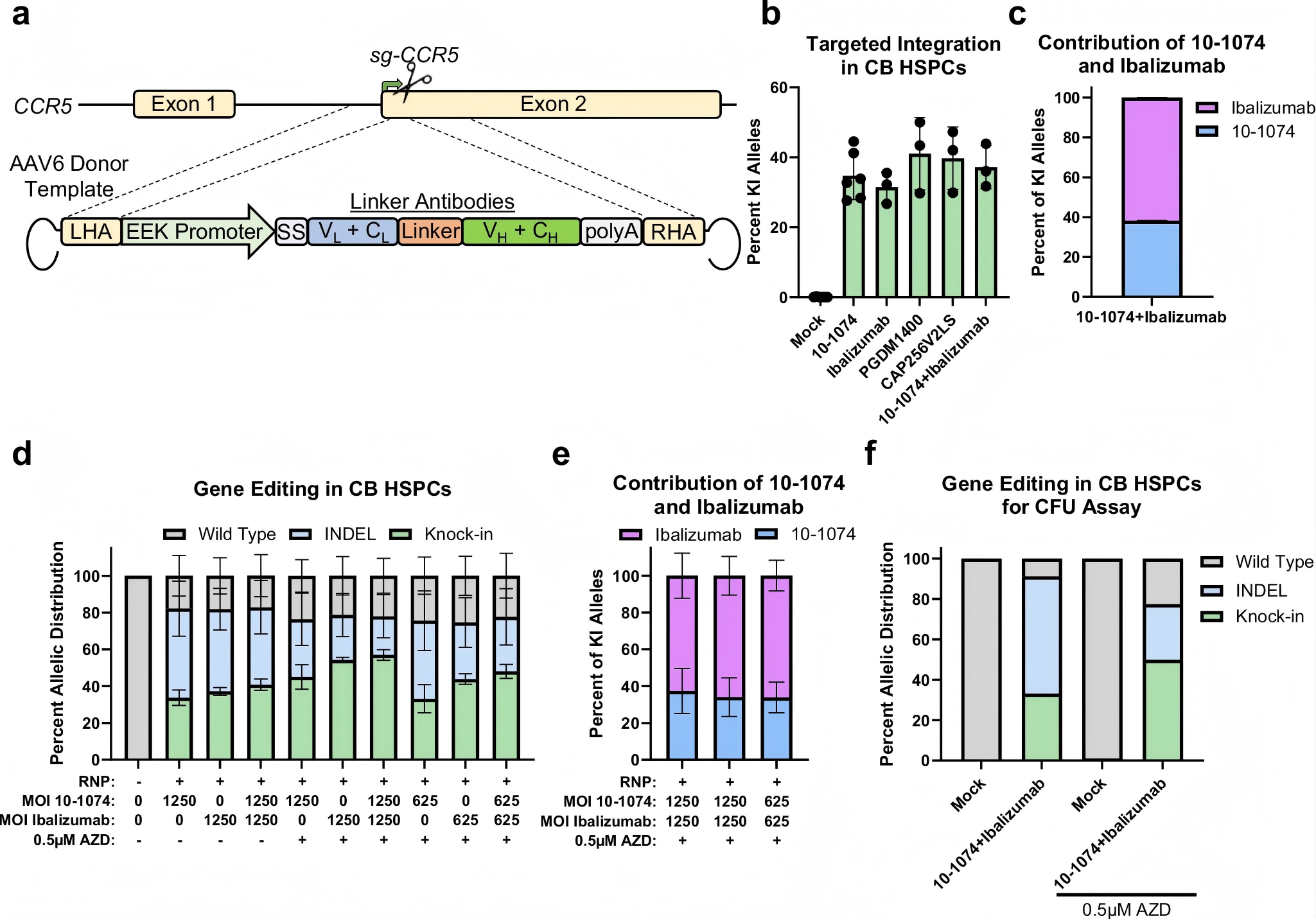 高效靶向整合抗体表达于造血干细胞的CCR5基因上