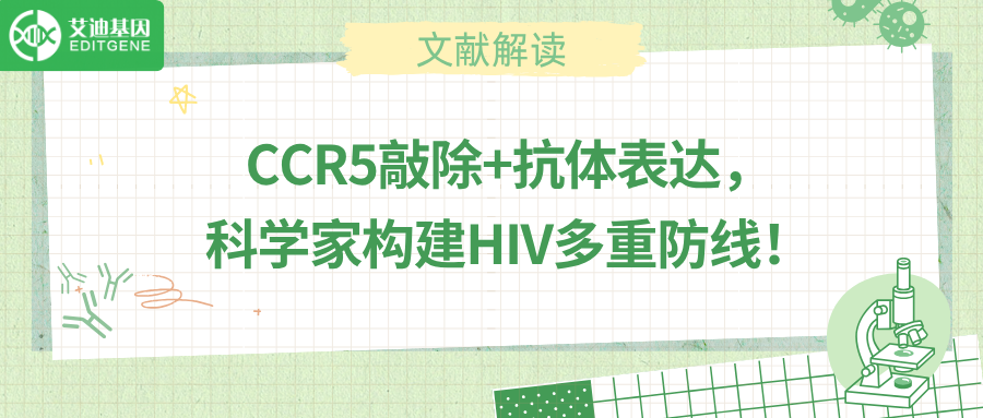 基因编辑联合抗体分泌，HIV治疗迎来新突破！
