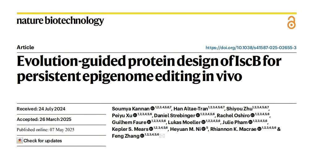 Evolution-guided protein design of IscB for persistent epigenome editing in vivo 