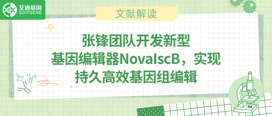 张锋团队打造新酶工具NovaIscB ，助力精准基因调控