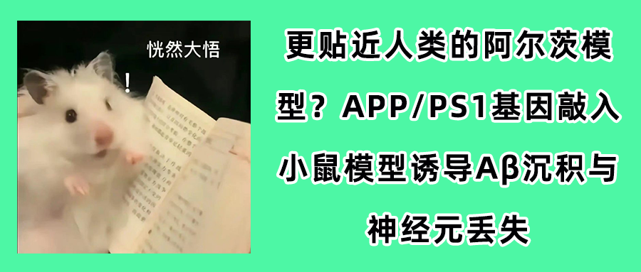 更贴近人类的阿尔茨模型？APP/PS1基因敲入小鼠模型诱导Aβ沉积与神经元丢失