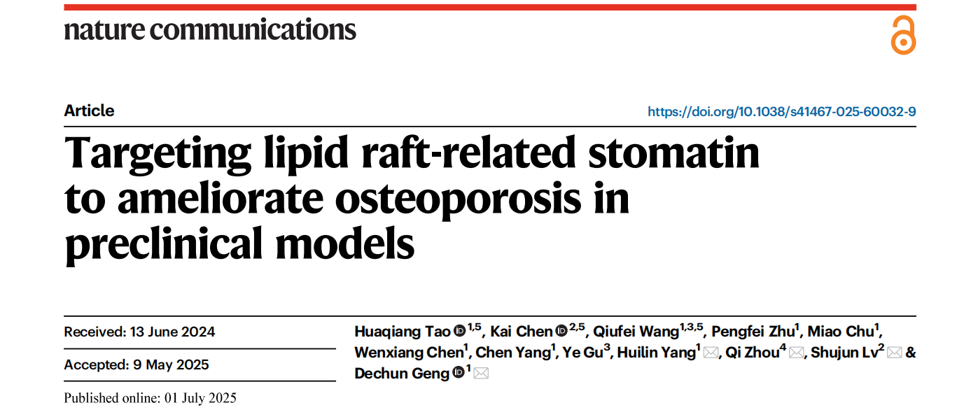 Targeting lipid raft-related stomatin to ameliorate osteoporosis in preclinical models