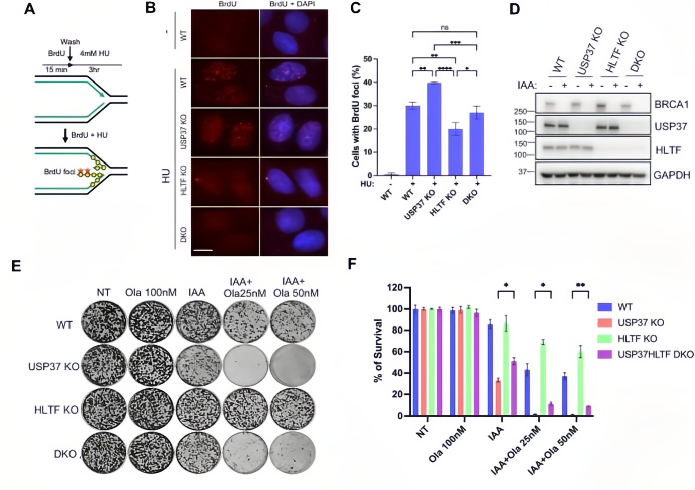 HLTF缺失对USP37缺失细胞表型的挽救效应