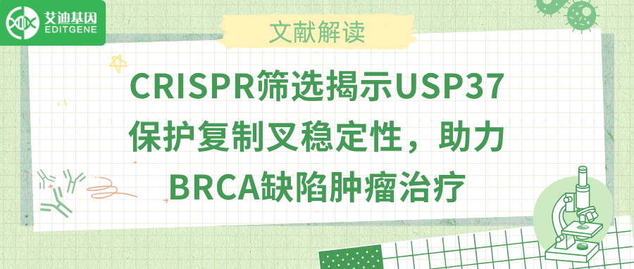 去泛素化酶USP37抑制HLTF，癌症耐药有解了