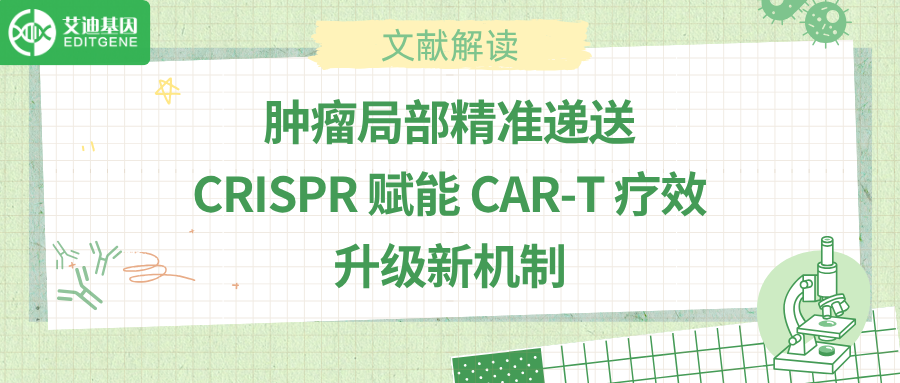 肿瘤局部精准递送，CRISPR 赋能 CAR-T 疗效升级新机制