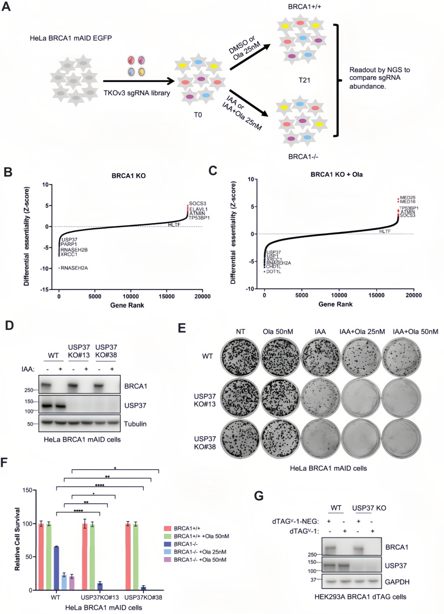 BRCA1缺陷细胞中USP37缺失对细胞存活率的影响