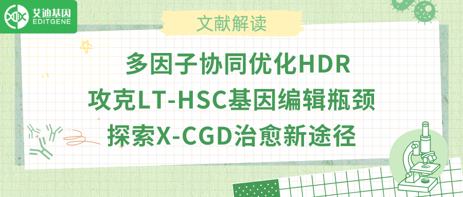 多因子协同优化HDR，攻克LT-HSC基因编辑瓶颈