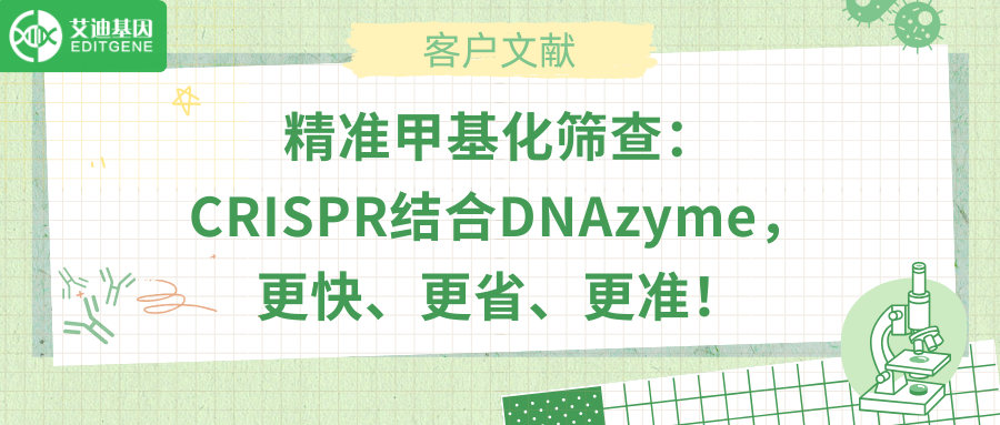 精准甲基化筛查：CRISPR结合DNAzyme，更快、更省、更准！