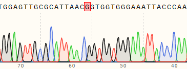 使用先导编辑在A549细胞中构建单碱基位点突变细胞系测序峰图