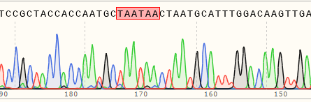 使用先导编辑在A549细胞中构建碱基插入细胞系测序峰图