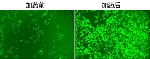KI enhancer drug作用效果展示